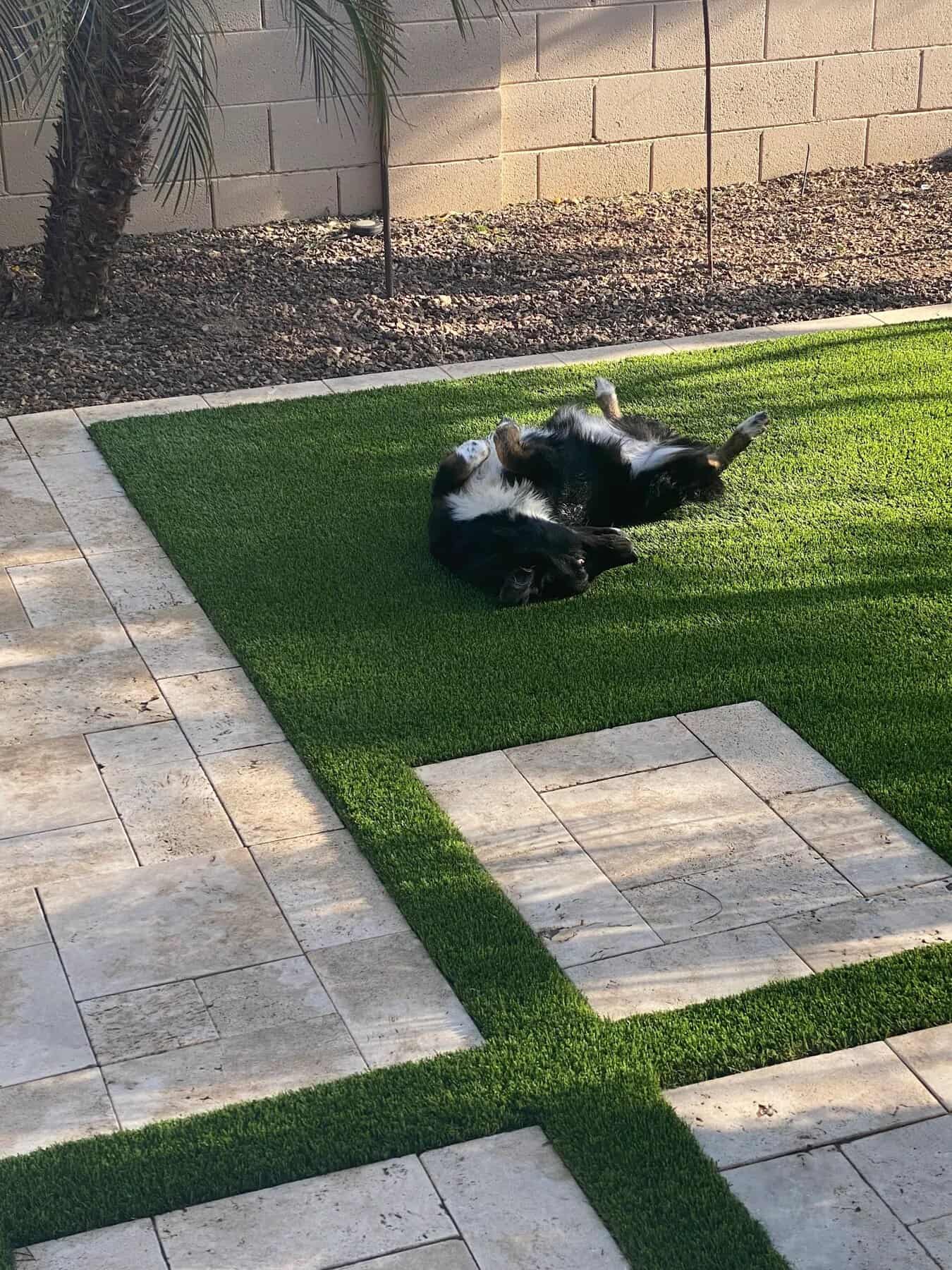 A black and white dog lies on its back on artificial grass by Avondale Turf and Landscape in a sunny backyard, next to light-colored stone tiles and a palm tree by a brick wall.