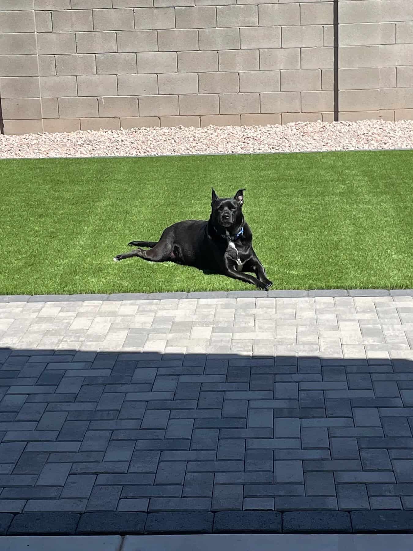 A black dog lying on lush grass by Avondale Turf and Landscape.