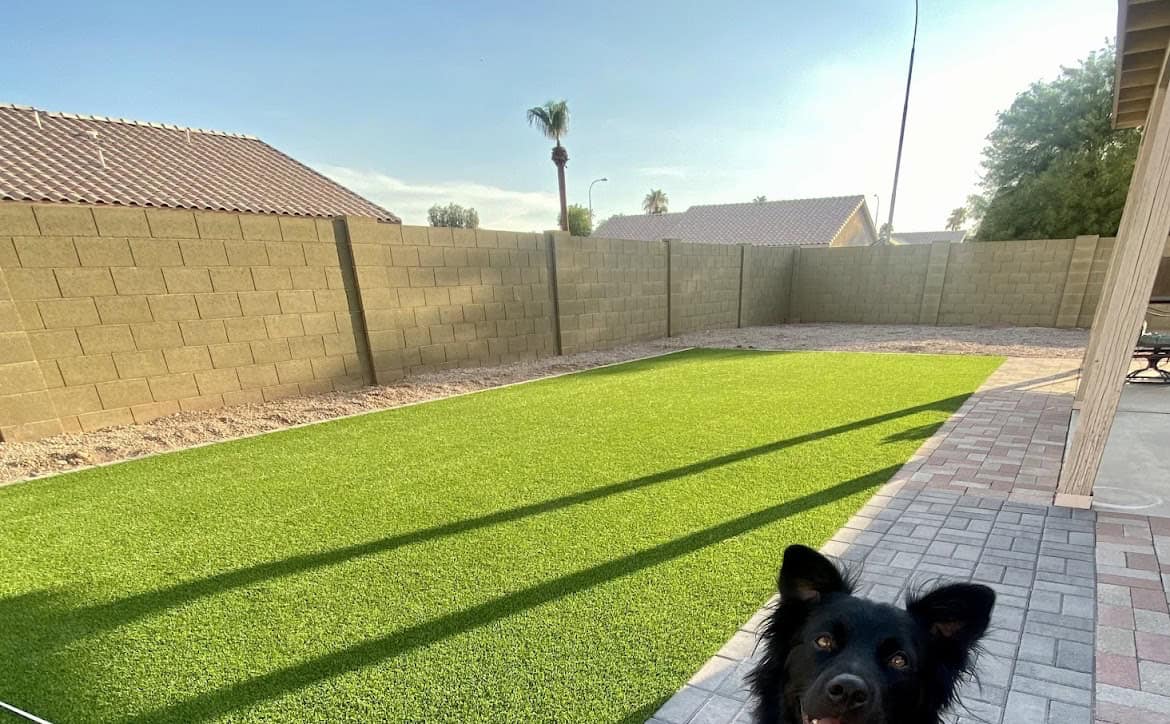 A backyard with Avondale Turf and Landscape's artificial grass, a paved patio area, a high brick wall, and a black dog looking up at the camera in the bottom right corner. Houses and palm trees are visible beyond the wall.