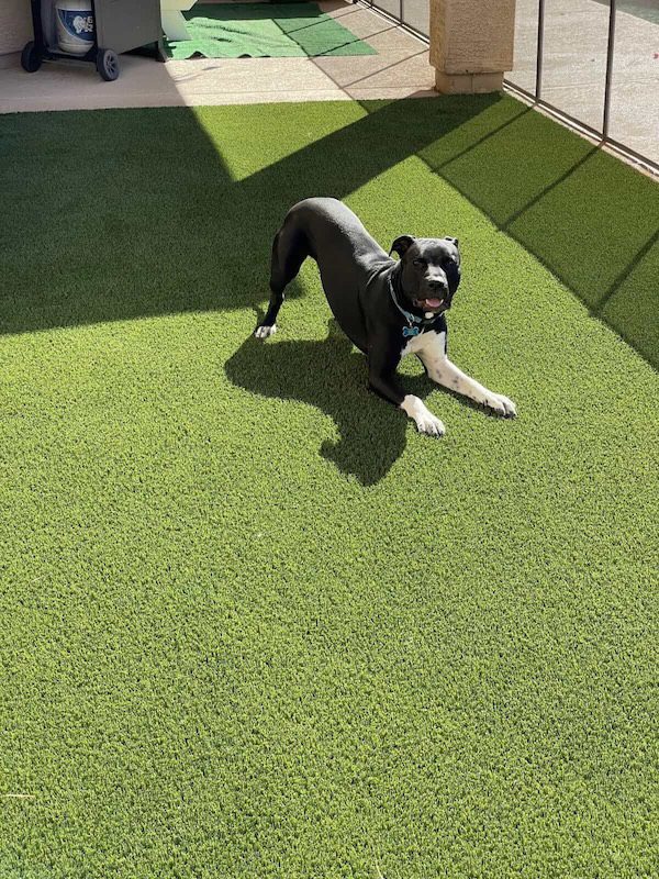 A black and white dog with a collar lies on bright green Avondale Turf and Landscape artificial grass, partly in the sun and partly in the shade, with its mouth open as if panting or smiling.