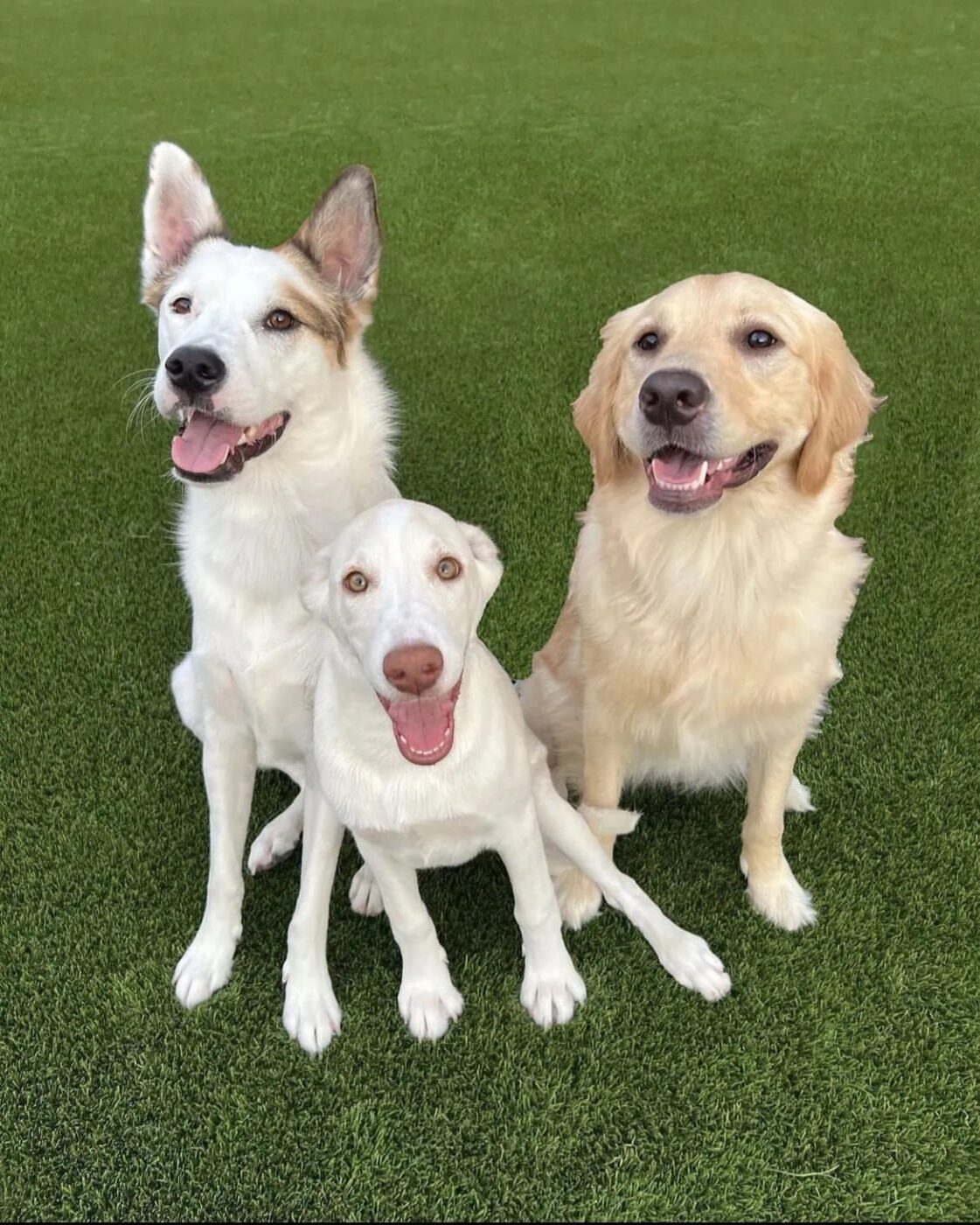Three happy dogs sit on lush green grass by Avondale Turf and Landscape. The left has white and brown fur with pointy ears, the middle is small and white, and the right is a golden retriever. All look like they’re smiling.